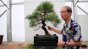 Definition of japanese black pine from all online and printed dictionaries, photos about japanese black pine. Pruning Shaping A Japanese Black Pine 100 Years Old Youtube
