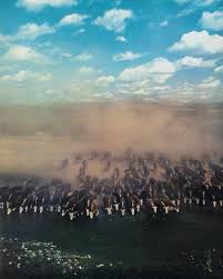 Here's another photograph by Ray Manley from our December 1950 issue.  #arizona #ranch #ranchlife #history #photography #arizonahighways #magazine  #December #1950