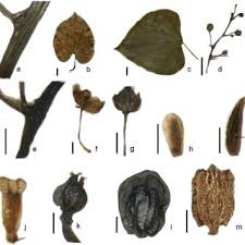 Image result for Tinospora tenera