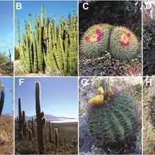 In this post, we will present you 12 cacti that make for excellent houseplants! Pdf Phylogenetic Relationships And Evolutionary Trends In The Cactus Family