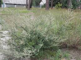 Image result for Artemisia sp.no.1
