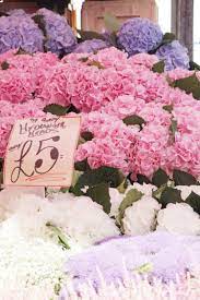 Columbia Road Flower Market Hydrangeas Columbia Road Flower Market Flower Market Flower Display