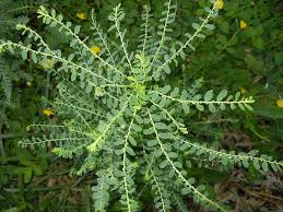 Image result for Phyllanthus amarus
