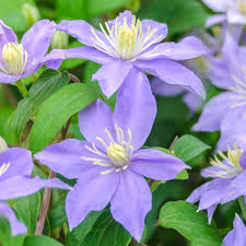 When and how to prune clematis raises concerns for gardeners. Clematis Justa Flowering Shrub For Sale Free Uk Delivery