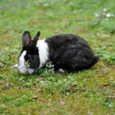 We have rabbits at the garden here is how to keep them out naturally. Keeping Rabbits Out Of Your Garden Thriftyfun