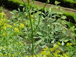 Image result for Rutaceae