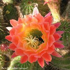 The event attracted interest from around the. Spectacular Flowers Of The Red Torch Cactus Arizona Daily Independent