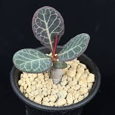 Image result for Monadenium pseudoracemosum