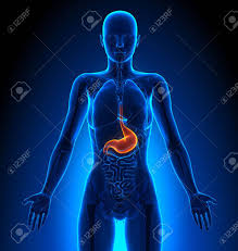 Female internal organs reproductive system with nervous system and urinary bladder anatomy. Stomach Female Organs Human Anatomy Stock Photo Picture And Royalty Free Image Image 41378297