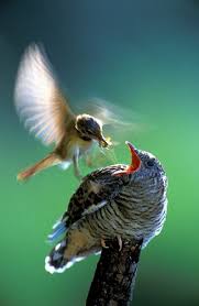 Bird With Big Mouth Name Pin Op Birds