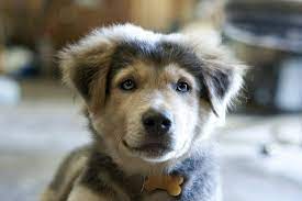 This mix is also known as the goberian, or golden husky.let's take a look at what makes these dogs special. Australian Shepherd Beagle Mix Husky Golden Retriever Welpen Novocom Top