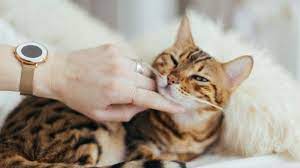 Tekanan yang kalian hadapi saat ini ini ialah suatu yang sepanjang ini membuat kalian senang tetapi pada dikala ini berputar melanda kebahagiaan kalian. Arti Mimpi Kucing Apakah Pertanda Baik Atau Buruk Ini Tafsirnya Halaman 3 Tribun Manado