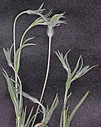 Image result for Agrostemma githago