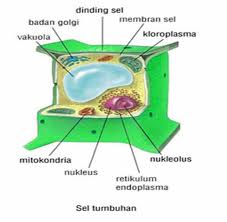 Warna sel hewan dan tumbuhan. Sel Tumbuhan Jenis Struktur Bagian Gambar Fungsi Ciri