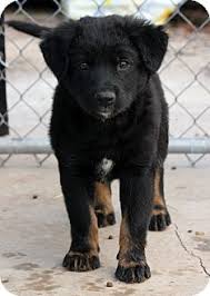 My baby bronson, he's a pit/lab/rott mix and the. Rottweiler Lab Puppies For Sale Online