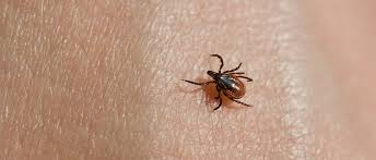 Common spider bite symptoms may include small, itchy, and sometimes red, irritated skin that will clear up in a few days. Seven Bug Bites You Should Never Ever Ignore