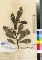 Image result for Dorstenia schliebenii