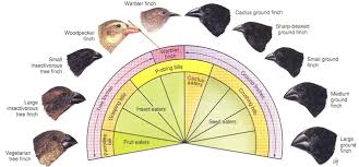 The medium ground finch and the cactus finch are adapted to consume different types of foods. Solved Explain How Competition Both Intraspecific And Int Chegg Com