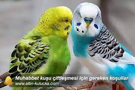 muhabbet kusu ciftlesmesi muhabbet kuslari bakimi altin kulucka