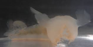 Image result for Melinis subglabra