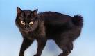 American Bobtail Cat Breed Profile | Petfinder