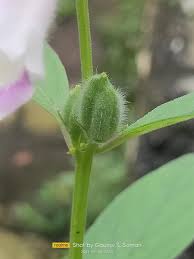 Image result for Pedaliaceae