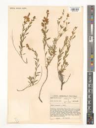 Image result for Polygala melilotoides