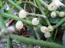 Image result for Rhipsalis baccifera