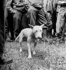 Willie Beloved Pet Bull Terrier Of General George S Patton He Is One Of The Few Dogs To Wear Regulation Army Dog Ta War Dogs Unique Dog Breeds Bull Terrier