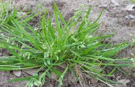 What does crabgrass look like? Trust Me It S Not Crabgrass Vander Giessen Nursery Inc