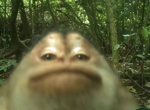Monkey