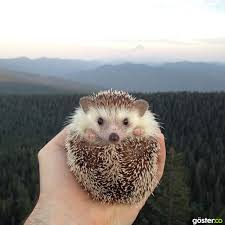 Gm Yt Adli Kullanicinin Cute Animals Panosundaki Pin Kirpiler Hayvanlar Fotograf