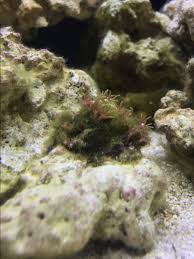 Removing Green Hair Algae From Gsp Reef2reef Saltwater And Reef Aquarium Forum