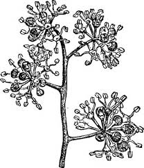 Image result for Astropanax