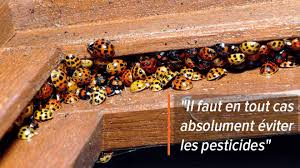 Pourriez Vous Me Dire Pourquoi Je Suis Envahie De Coccinelles Explications Et Conseils Pour Faire Face A Ce Phenomene Rtl Info