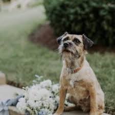 This page uses google maps which are not fully accessible for screen reader users. Best Dog Haircuts Near Me April 2021 Find Nearby Dog Haircuts Reviews Yelp