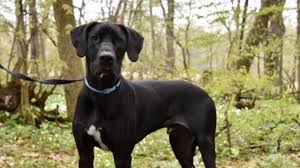 Box 21485 eagan, mn 55121 hotline: Giant Paw Prints Rescue