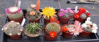 On all orders over £175. Cactus Shop Uk