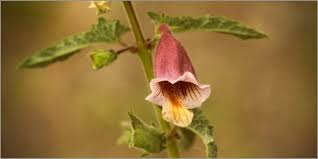 Image result for Ceratotheca sesamoides