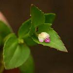 Image result for Stemodiopsis buchananii