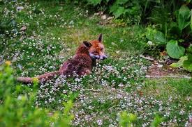 How To Stop Foxes Digging In Your Garden Pest Exterminators Essex