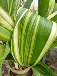 Image result for Kořenokvětka Aspidistra