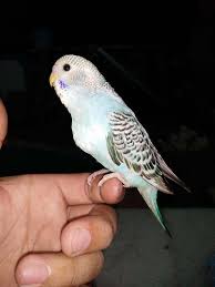 Check spelling or type a new query. Binatang Peliharaan Page 25 Of 40 Informasi Dan Perawatan Binatang Peliharaan