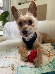 Healing ceremony in Sedona for pet loss trauma