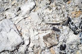Plants That Like Wood Ash Ash Wood Plants Wood Burning Fires