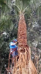 On average, palm tree trimming service ranges from $80 to $1,200, sometimes, even more, depending on trimming your palm tree at the right time, as well as providing it with soil, fertilizer and care will result in normal growth. Palm Tree Trimming Paradise Valley Pv Trimmers