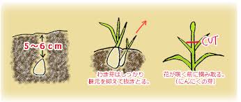 ニンニクの植え付け Jaえひめ中央 えひめ中央農業協同組合