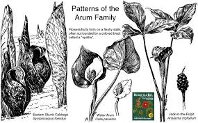 Image result for Araceae