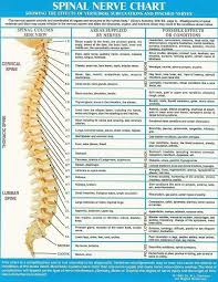Spinal Nerve Chart Health And Wellness Spinal Nerve