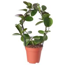 Hoya Pflanze Herzblatt Pflanzen Blumentopf Hoya Pflanzen